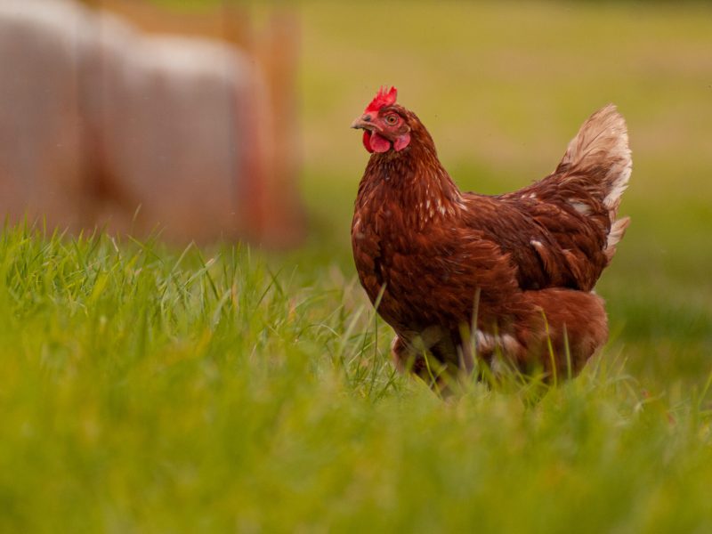 Closeup of a chicken walking in the middle of the field A closeup of a chicken walking in the middle of the field